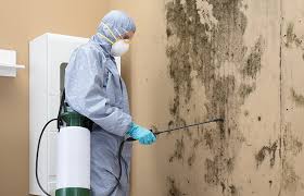 Best Attic Mold Removal in Massapequa, NY